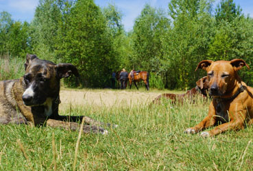 Hundebetreuung Friedrichshain 1